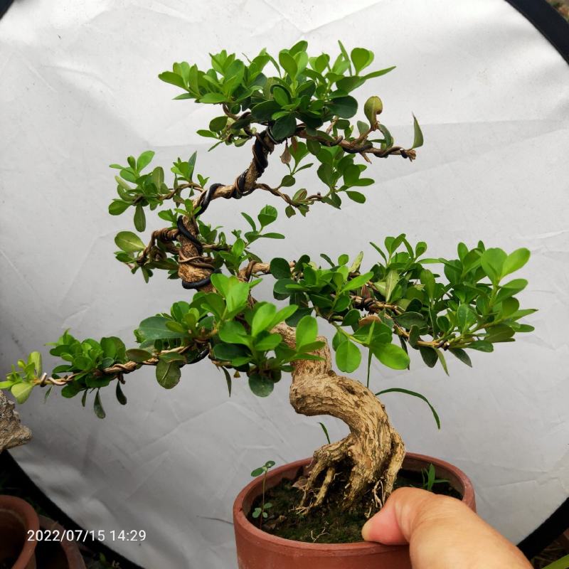 瓜子黄杨盆景老桩江苏白皮四季常青阳台庭院耐寒喜阳绿植盆栽