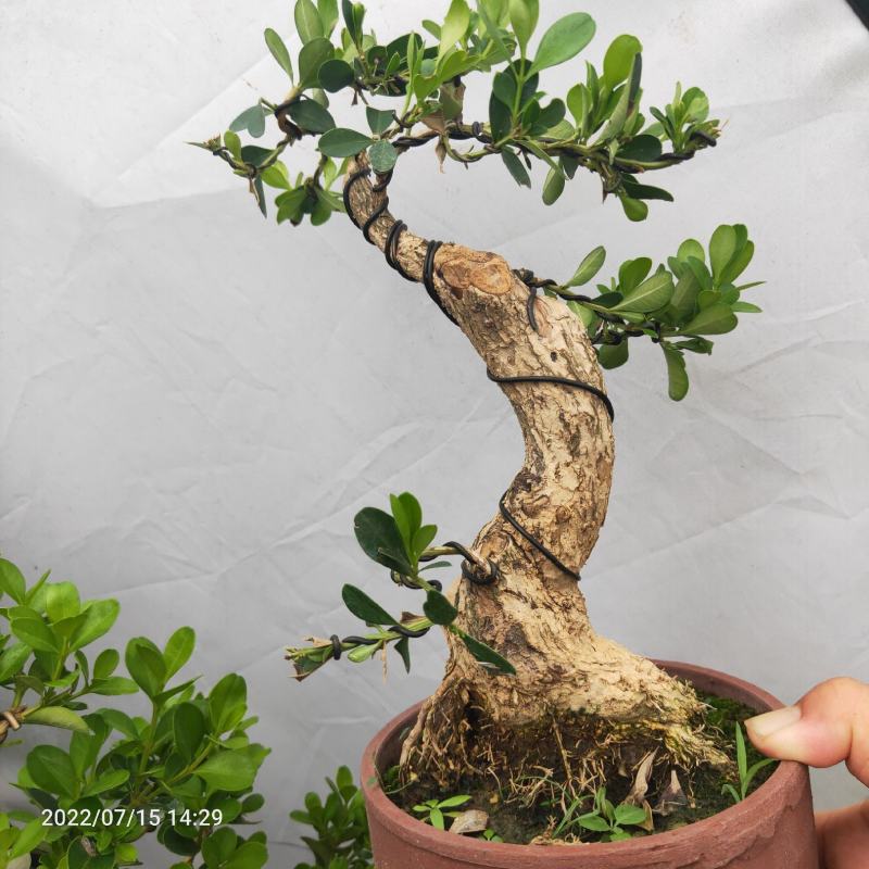 瓜子黄杨盆景老桩江苏白皮四季常青阳台庭院耐寒喜阳绿植盆栽