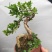 瓜子黄杨盆景老桩江苏白皮四季常青阳台庭院耐寒喜阳绿植盆栽