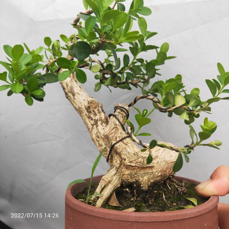 瓜子黄杨盆景老桩江苏白皮四季常青阳台庭院耐寒喜阳绿植盆栽
