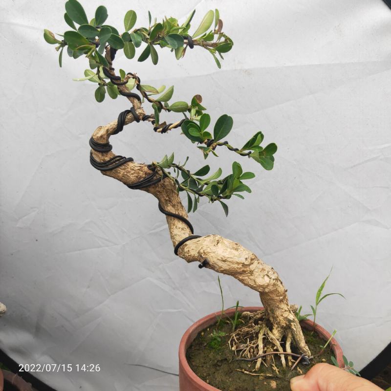 瓜子黄杨盆景老桩江苏白皮四季常青阳台庭院耐寒喜阳绿植盆栽