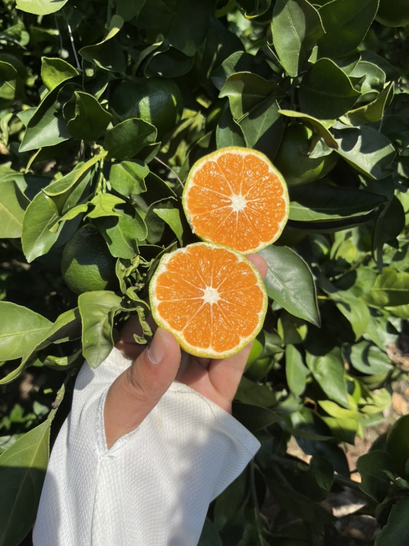 【湖北宜昌】特早蜜橘，社区团购，电商供应链，市场销售