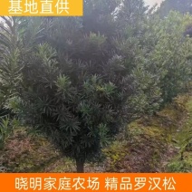 大量供应5公分罗汉松，中叶罗汉松，江西直供，自产自销