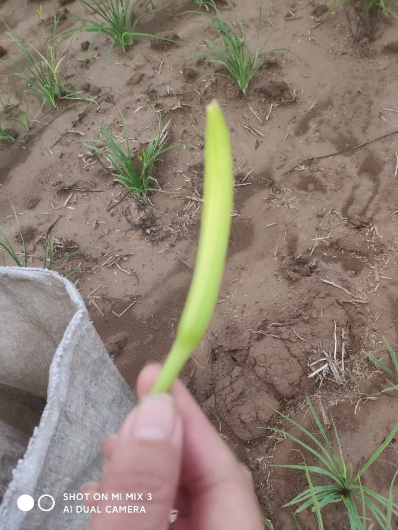 新鲜干货