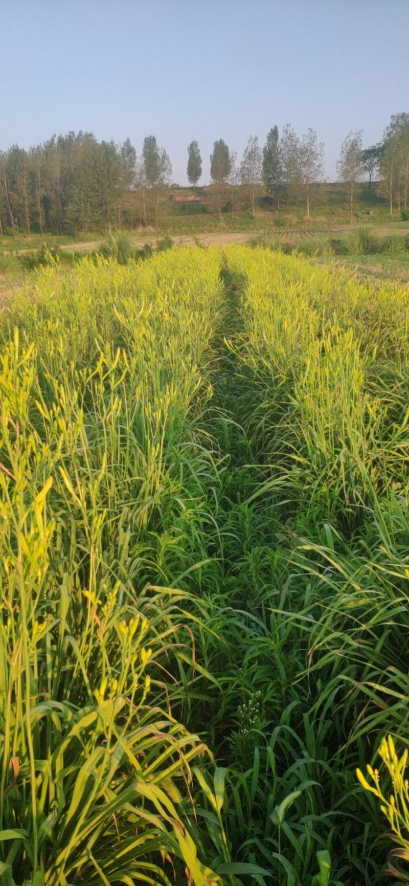 新鲜干货