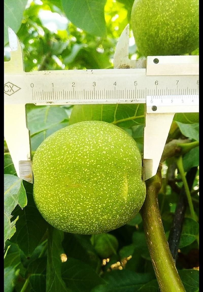 2023新货青皮核桃纸皮薄核桃