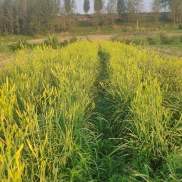 新鲜干货