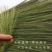 扫地扫把家用软毛天然芒草扫把农村笤帚不粘头发扫地神器扫帚
