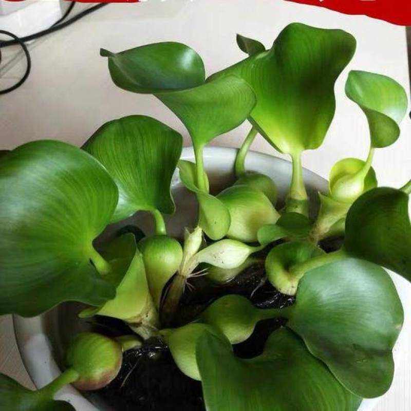 水葫芦凤眼蓝鱼虾蟹泥鳅水蛭专用多年生视频看货