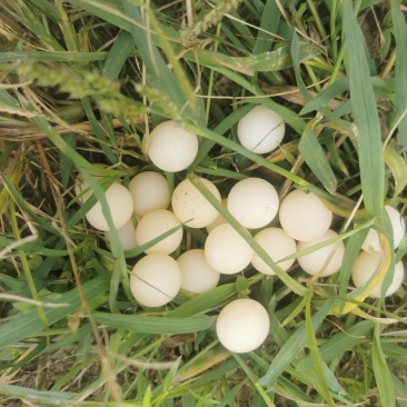 甲鱼蛋宝宝辅食新鲜可食用老鳖蛋现挖现。