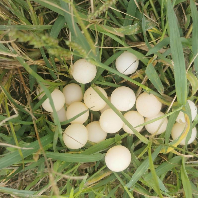 甲鱼蛋宝宝辅食新鲜可食用老鳖蛋现挖现。