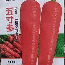 五寸参胡萝卜种子细心胡萝卜种子基地专用橙红色