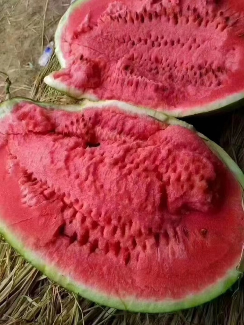 宁夏硒砂瓜包熟包甜专业团队一条龙服务产地直发