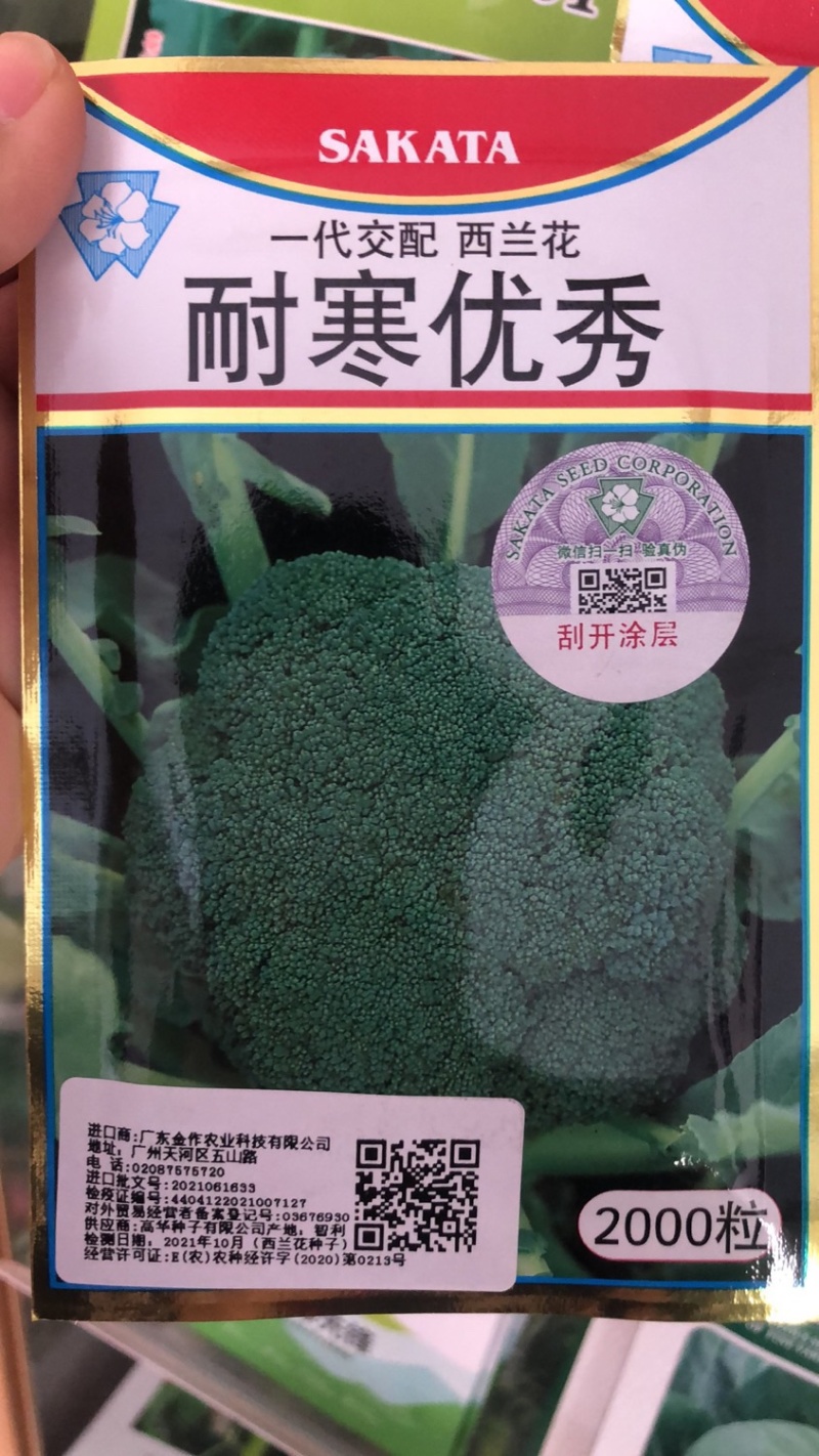 耐寒优秀西兰花种子大包装青花椰菜种子耐寒2022年新