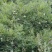 文冠果，优质木本粮油，耐干旱，当年新果，发芽率好，榨油出