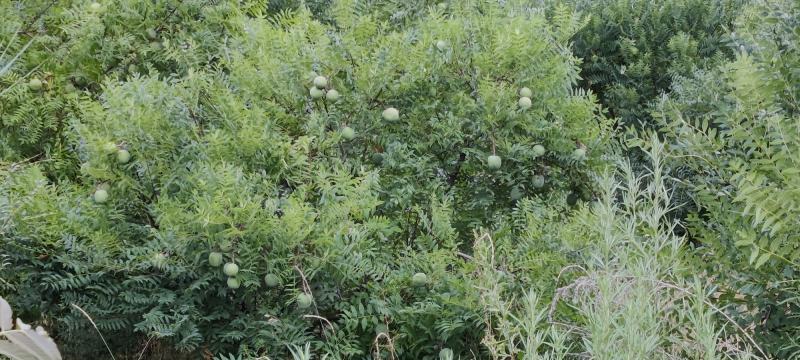 文冠果，优质木本粮油，耐干旱，当年新果，发芽率好，榨油出