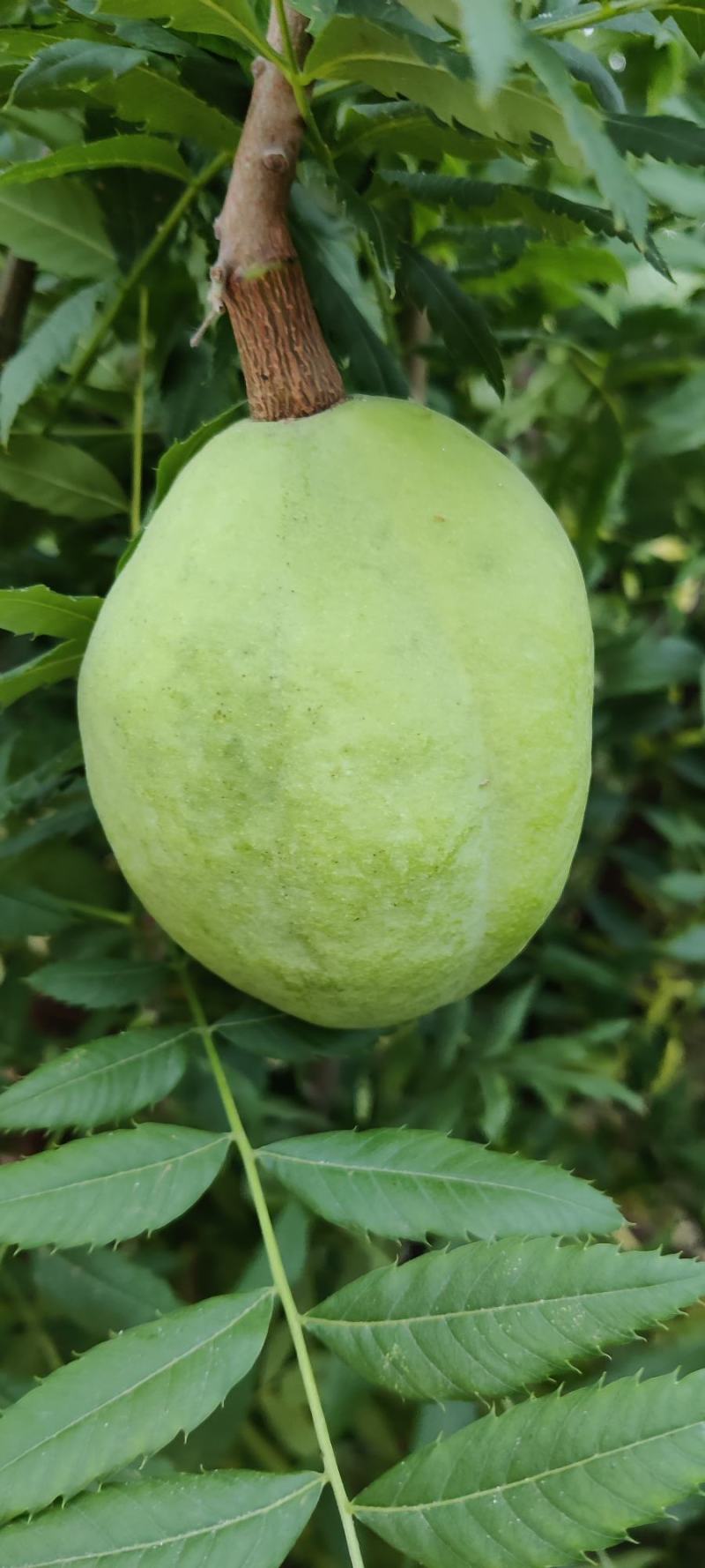 文冠果，优质木本粮油，耐干旱，当年新果，发芽率好，榨油出