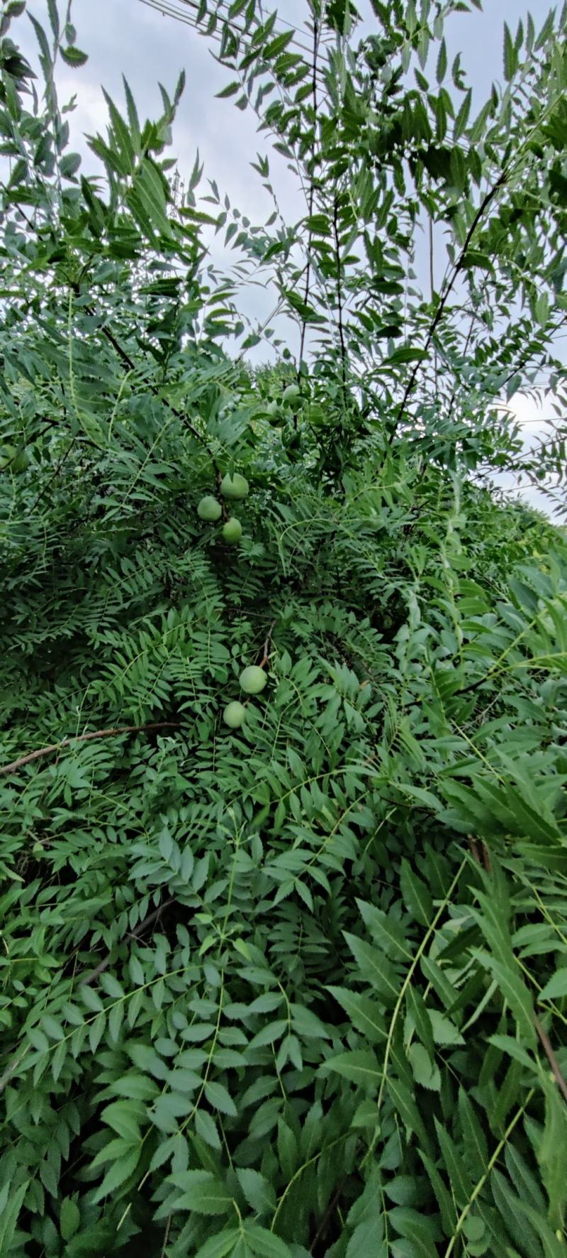 文冠果，优质木本粮油，耐干旱，当年新果，发芽率好，榨油出