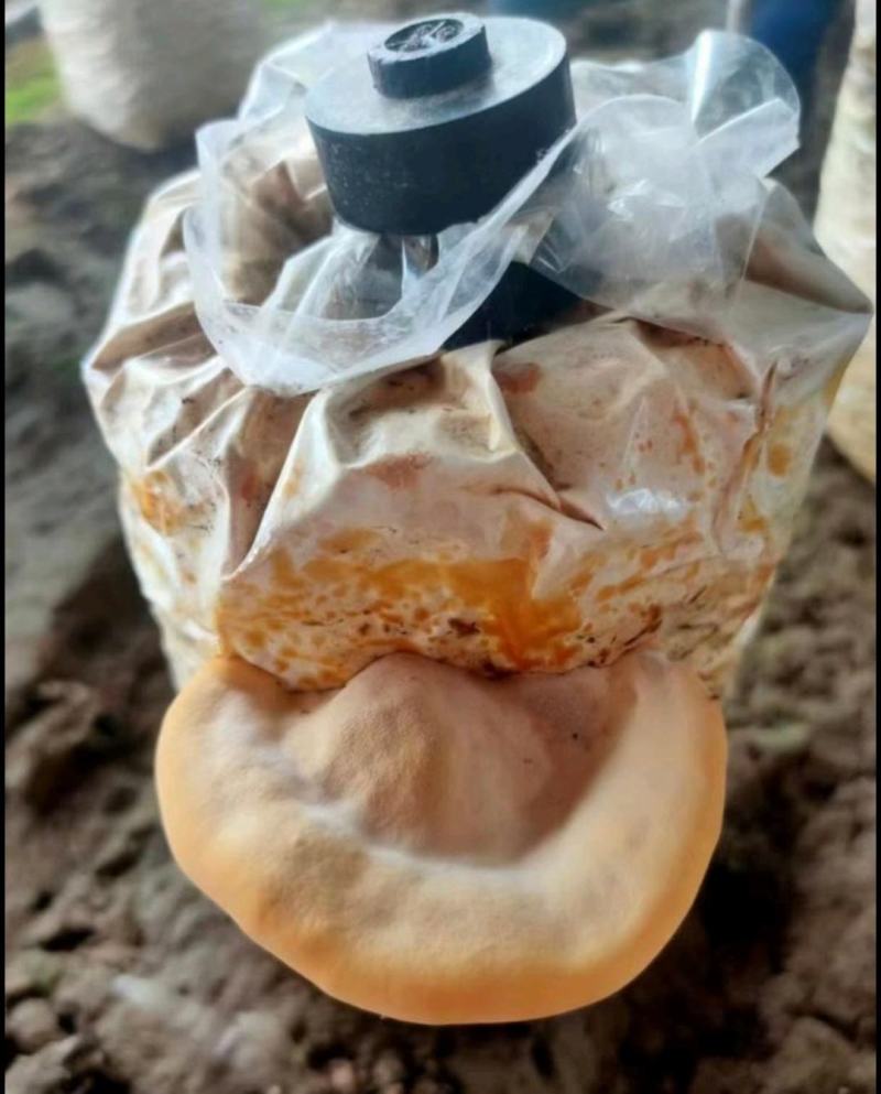 槐耳菌包。大量供货