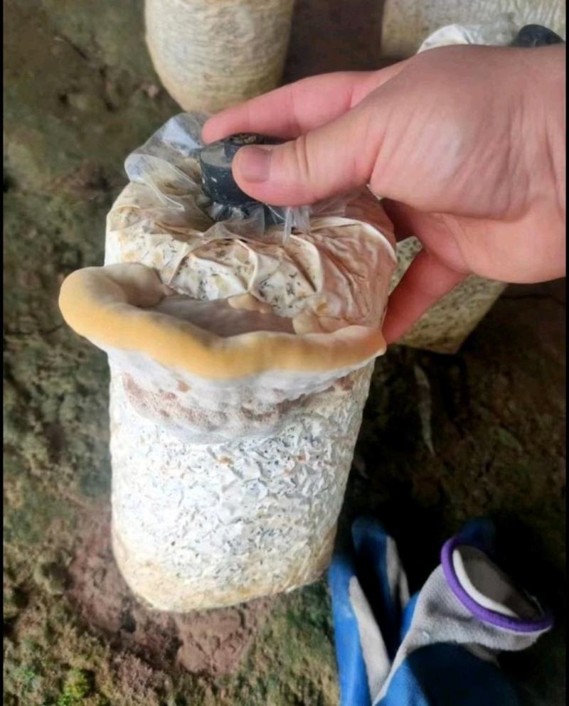 槐耳菌包。大量供货