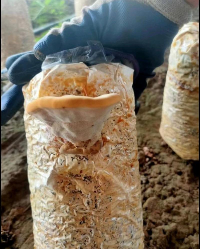 槐耳菌包。大量供货