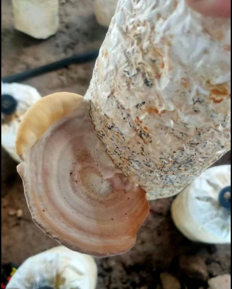 槐耳菌包。大量供货