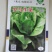罗马耐抽苔生菜王种子种籽意大利秋冬季菜四季籽