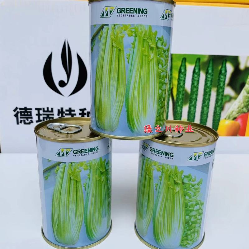 皇后西芹种子大芹菜种子法国皇后芹菜种子四季高产实心