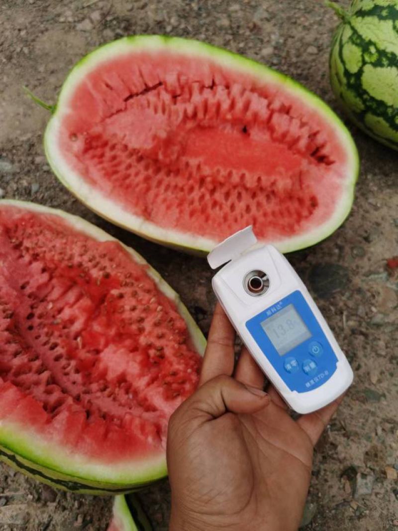 西瓜宁夏硒砂瓜中期高品质的硒砂瓜大量供应物美价廉
