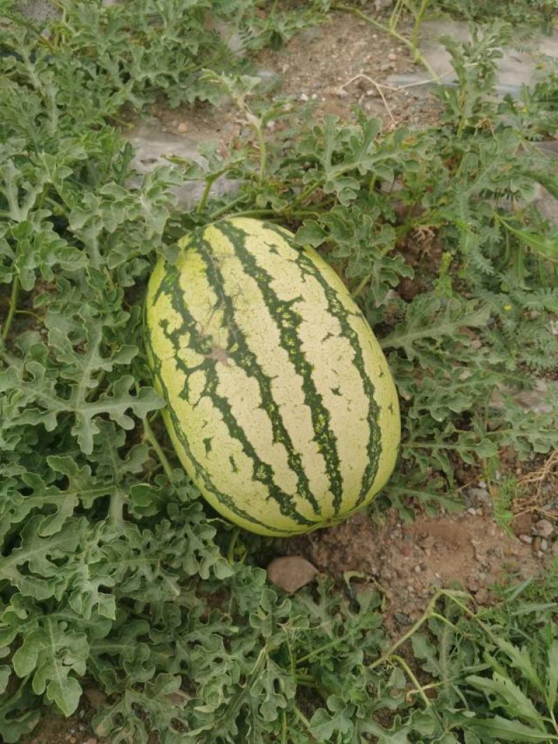 西瓜宁夏硒砂瓜中期高品质的硒砂瓜大量供应物美价廉