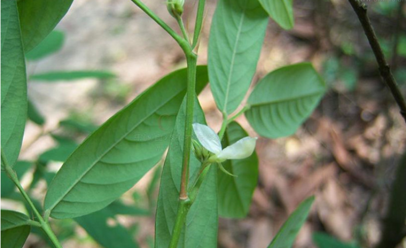 木豆种子木豆草种子灌木种子园林绿化饲料草籽多年生灌木