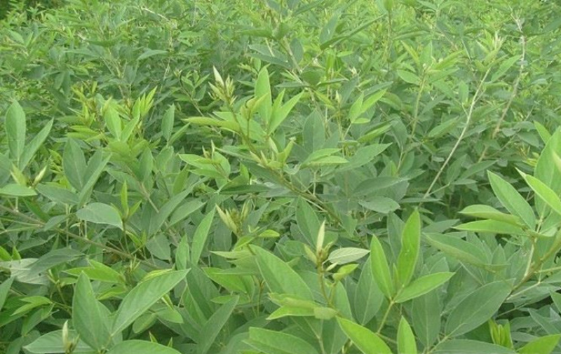 木豆种子木豆草种子灌木种子园林绿化饲料草籽多年生灌木