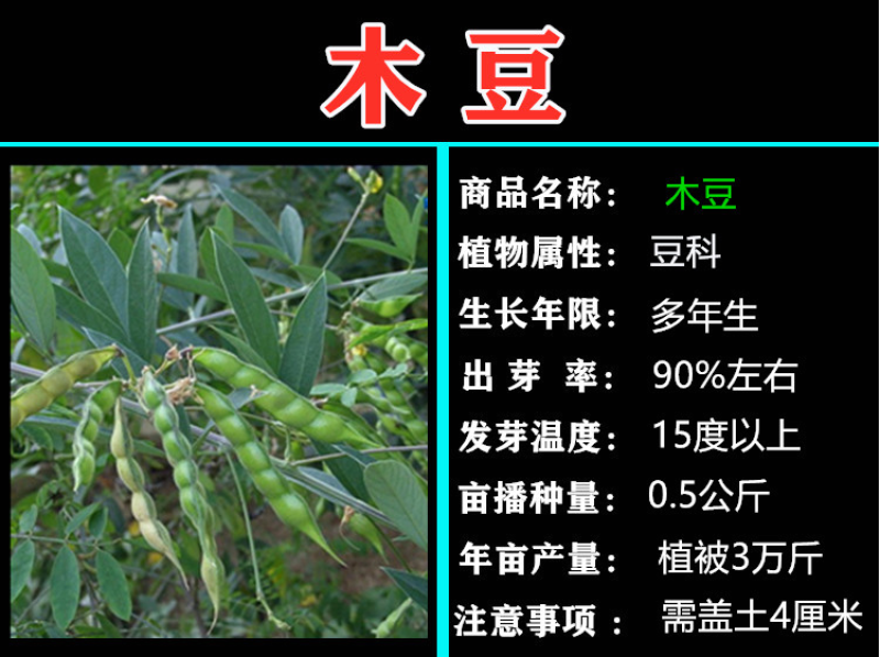 木豆种子木豆草种子灌木种子园林绿化饲料草籽多年生灌木