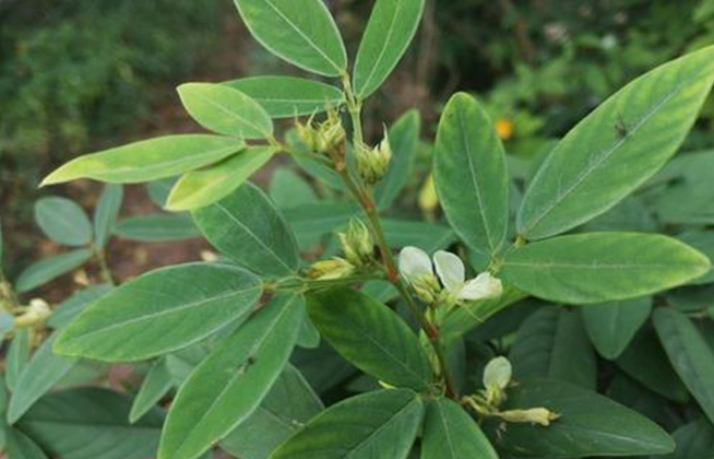 木豆种子木豆草种子灌木种子园林绿化饲料草籽多年生灌木