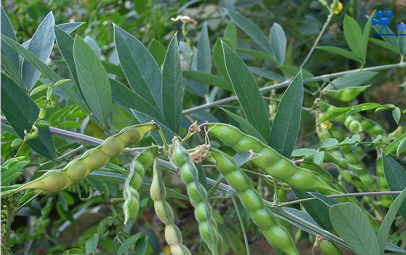 木豆种子木豆草种子灌木种子园林绿化饲料草籽多年生灌木