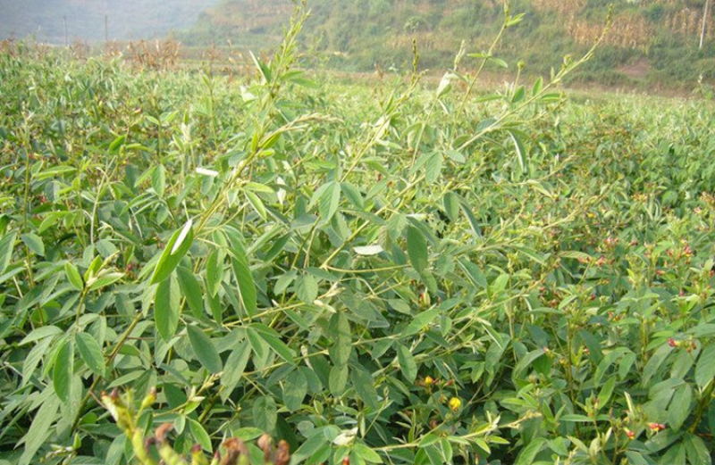 木豆种子木豆草种子灌木种子园林绿化饲料草籽多年生灌木