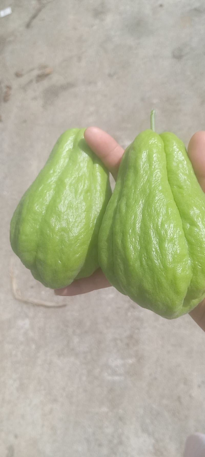 贵州佛手瓜捧瓜大量上市，品质保证！物美价廉！！