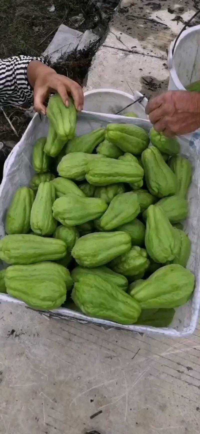 贵州佛手瓜捧瓜大量上市，品质保证！物美价廉！！