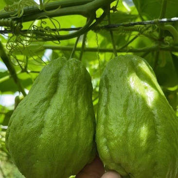贵州佛手瓜捧瓜大量上市，品质保证！物美价廉！！