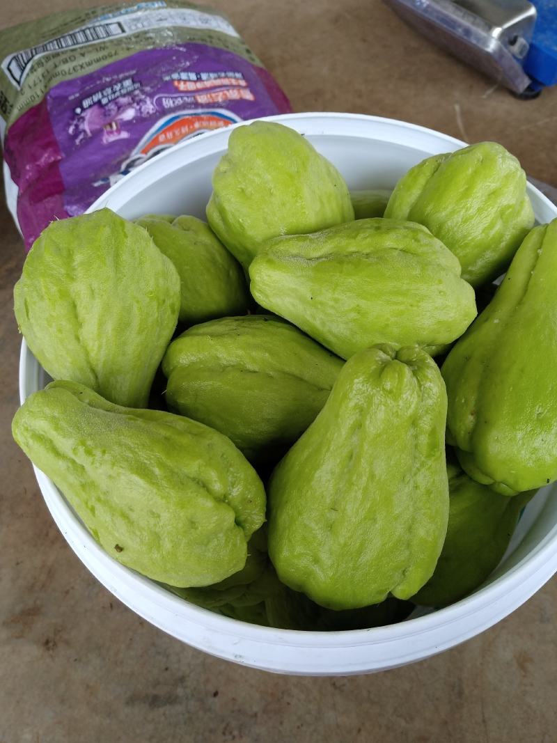 贵州佛手瓜捧瓜大量上市，品质保证！物美价廉！！