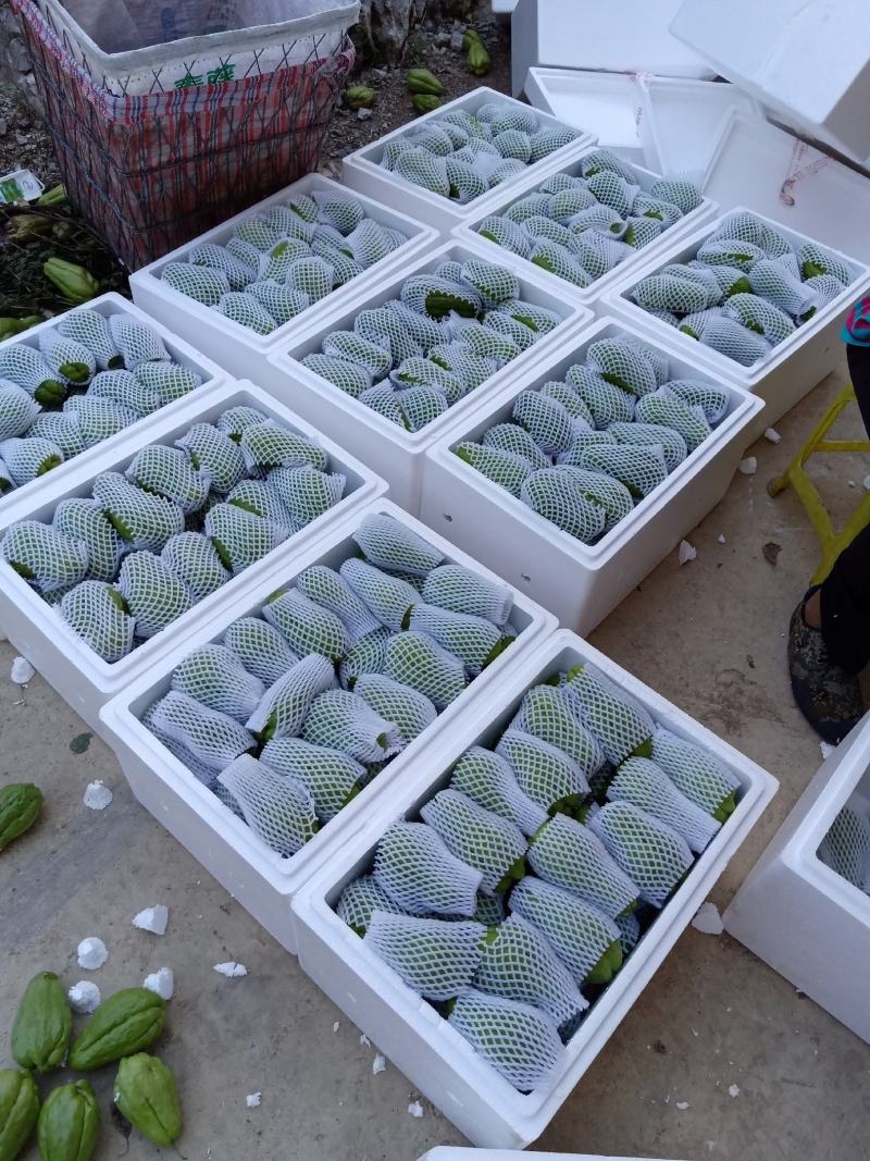 贵州佛手瓜捧瓜大量上市，品质保证！物美价廉！！