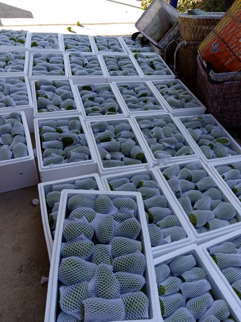 贵州佛手瓜捧瓜大量上市，品质保证！物美价廉！！