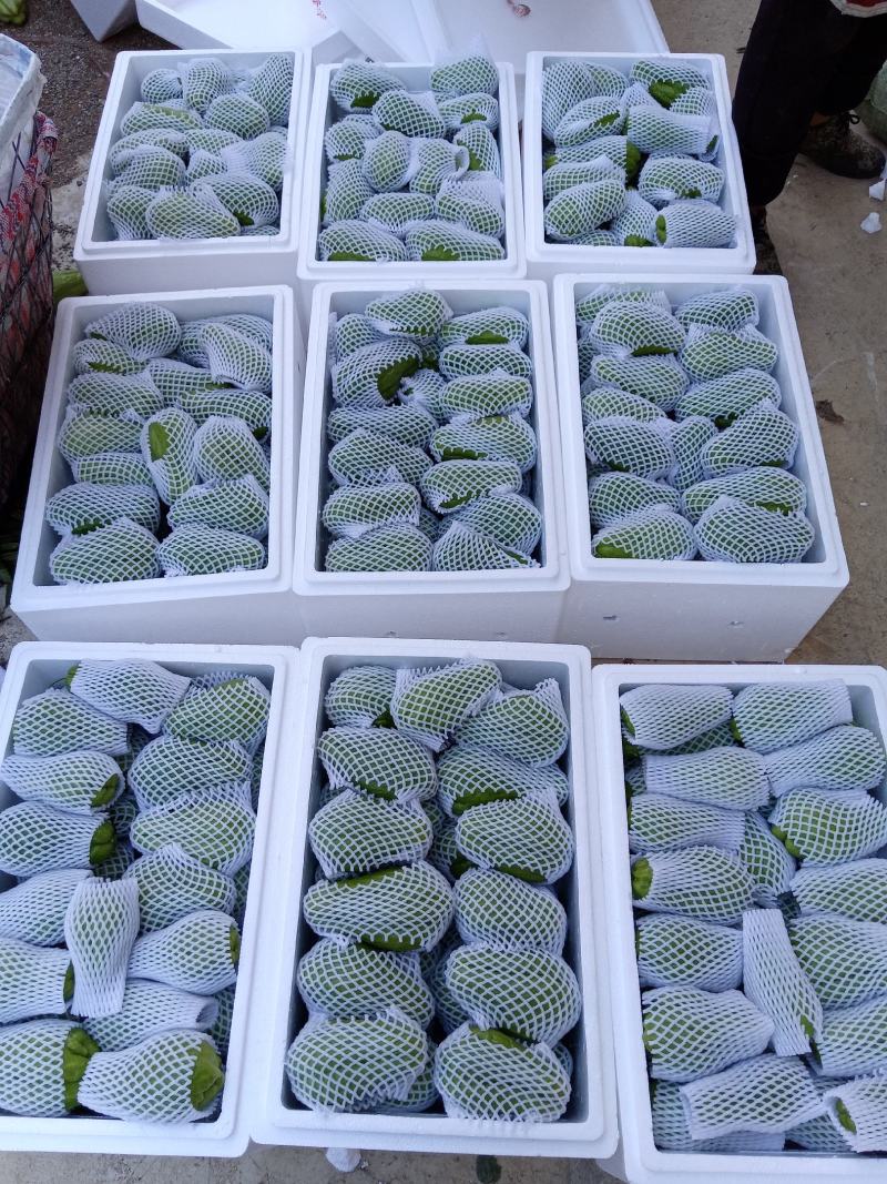贵州佛手瓜捧瓜大量上市，品质保证！物美价廉！！