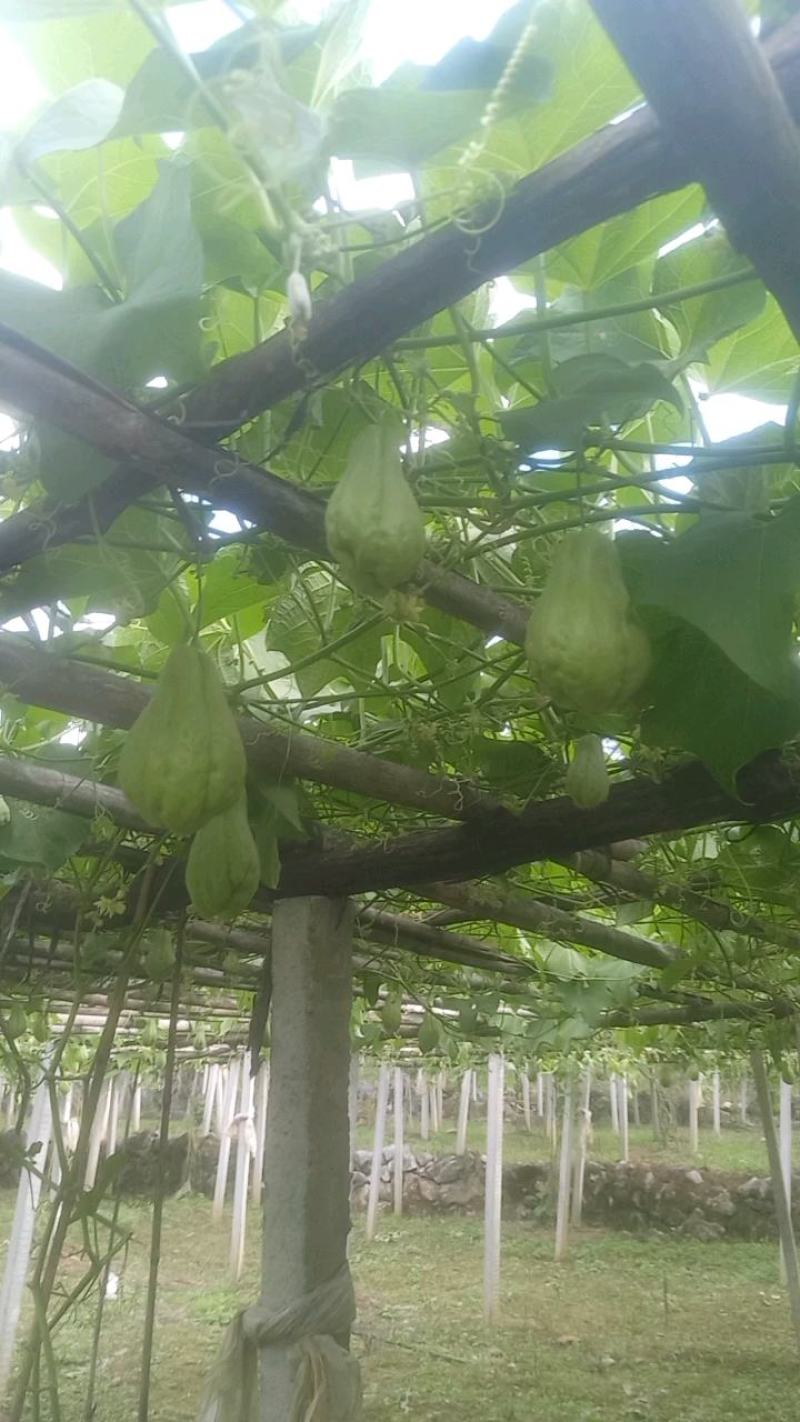贵州佛手瓜捧瓜大量上市，品质保证！物美价廉！！