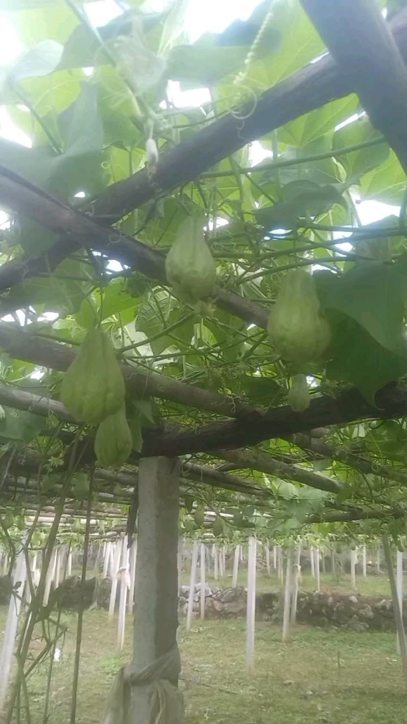 贵州佛手瓜捧瓜大量上市，品质保证！物美价廉！！