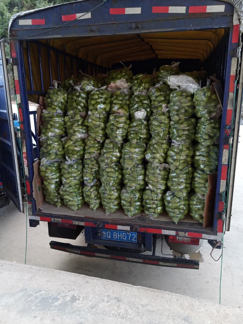贵州佛手瓜捧瓜大量上市，品质保证！物美价廉！！