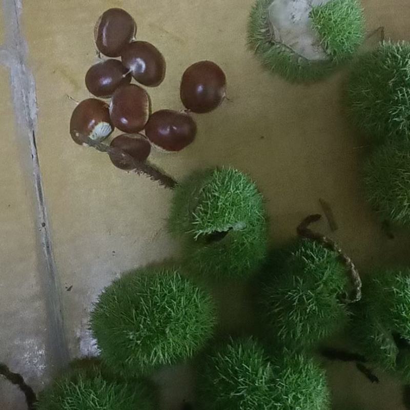 河北邢台3113老树油栗精品板栗一手货源