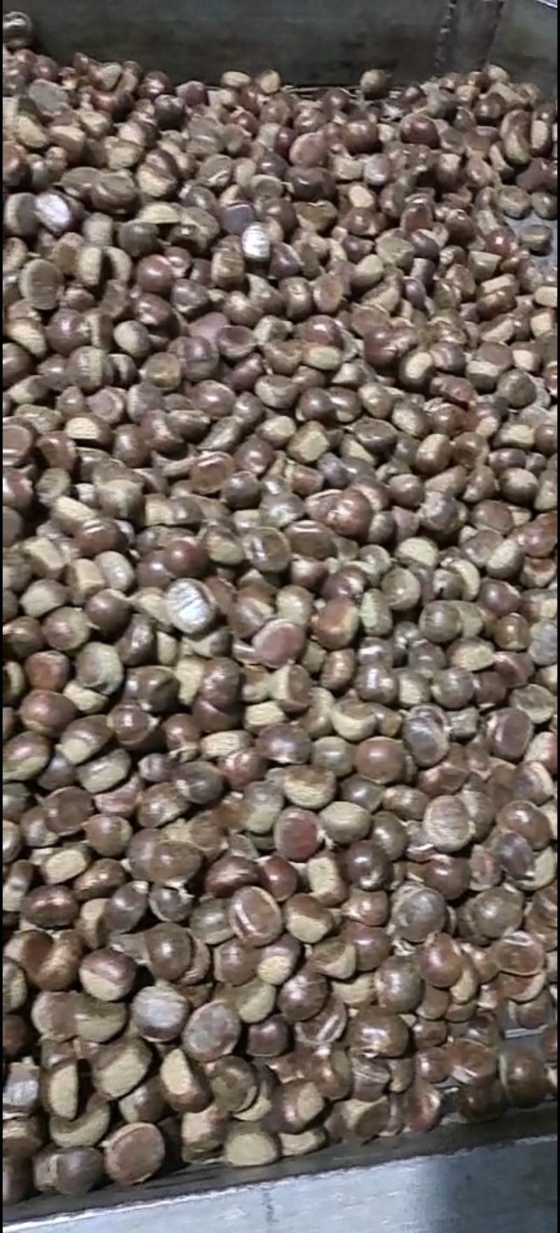 河北邢台3113老树油栗精品板栗一手货源