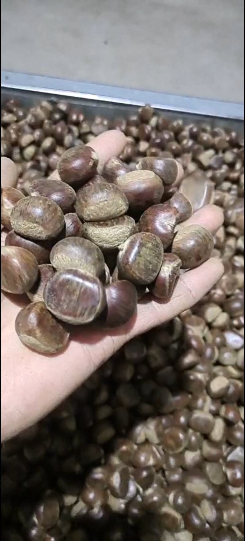 河北邢台3113老树油栗精品板栗一手货源