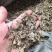 肺形草穿藤金兰花、铁交杯、蝴蝶草、山蝴蝶冷背药材
